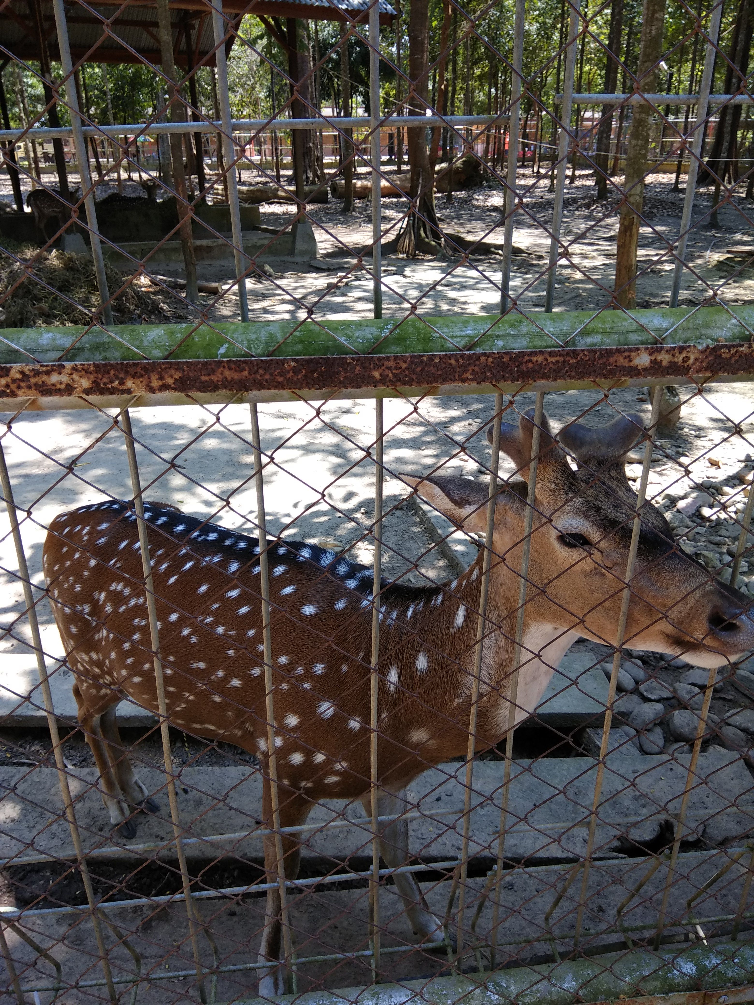 97 Koleksi Gambar Hewan Langka Dan Habitatnya Terbaik