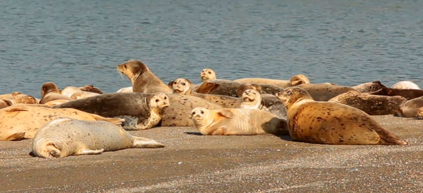 Seals_020218_4.JPG