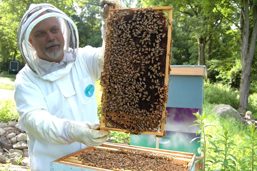 beekeeper-682944_960_720.jpg