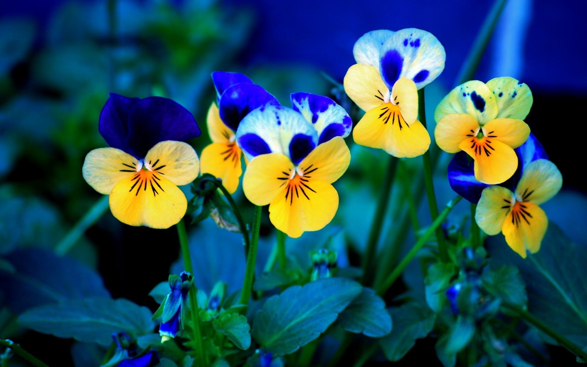 Spring-Flowers-Wallpaper-Download-Free.jpg