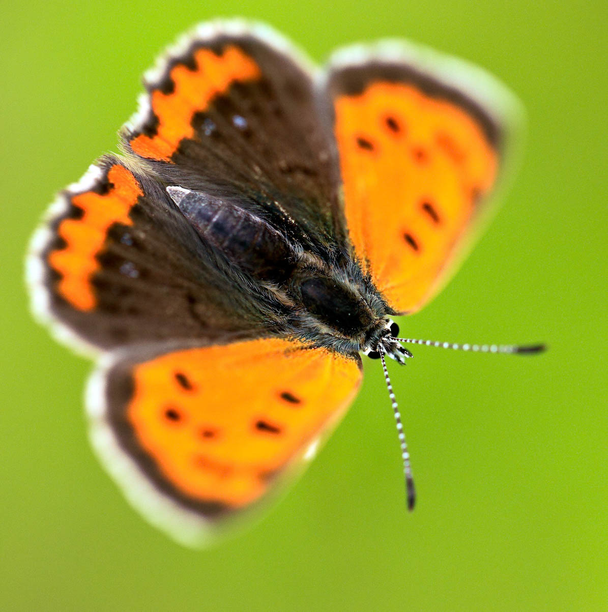 orangepbutterfly.jpg