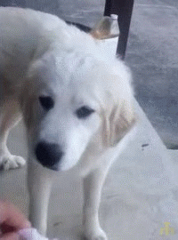 angry puppy gif