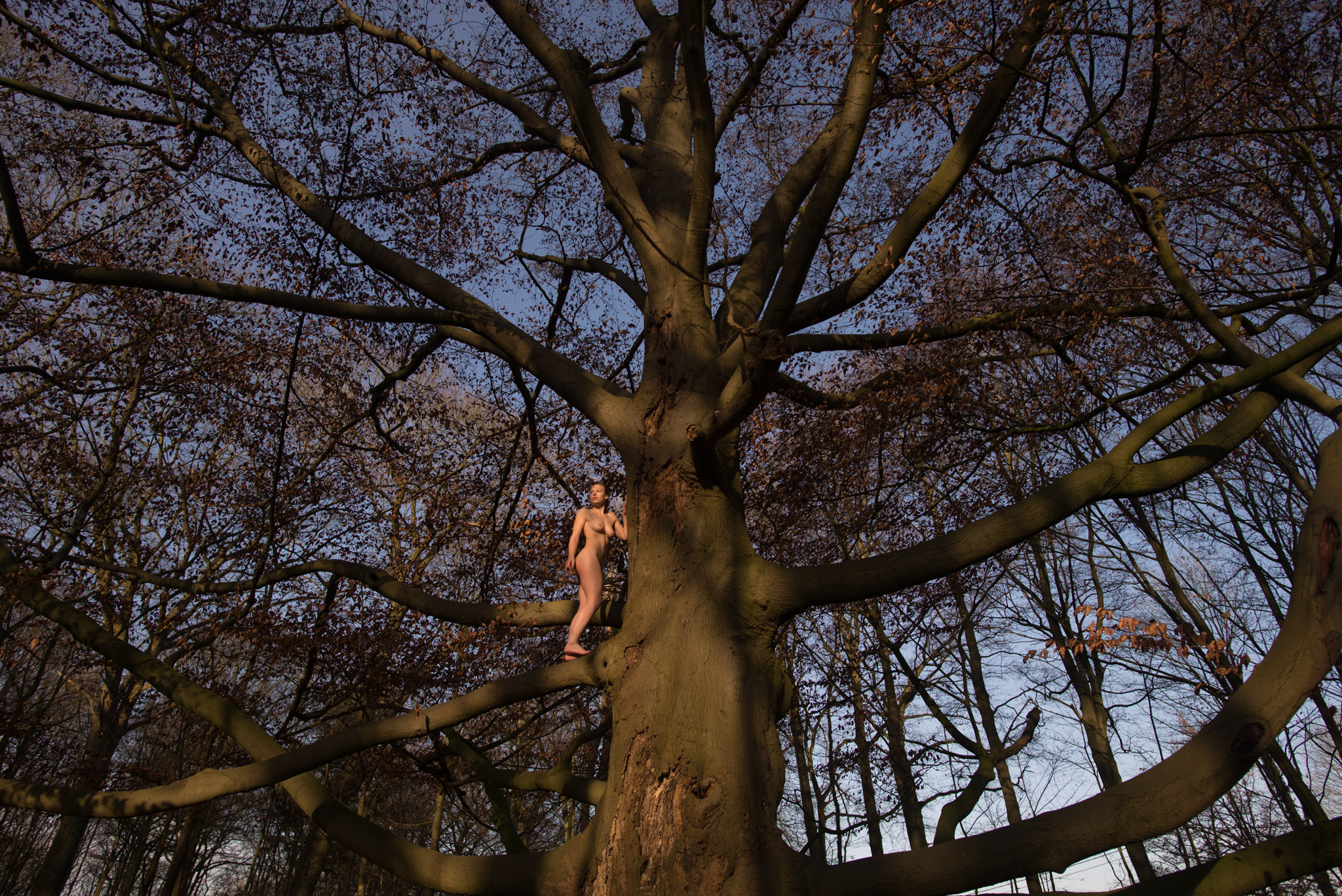 Bare Leaf Tree High Resolution Stock Photography And Images