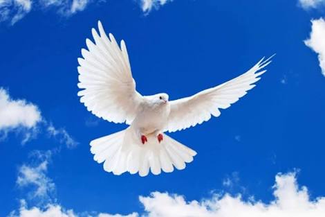 Merpati Mascot Of Peace Compassion And Messenger Inggris Indonesia Steemit