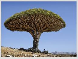 images (2).jpg ARBOL.jpg