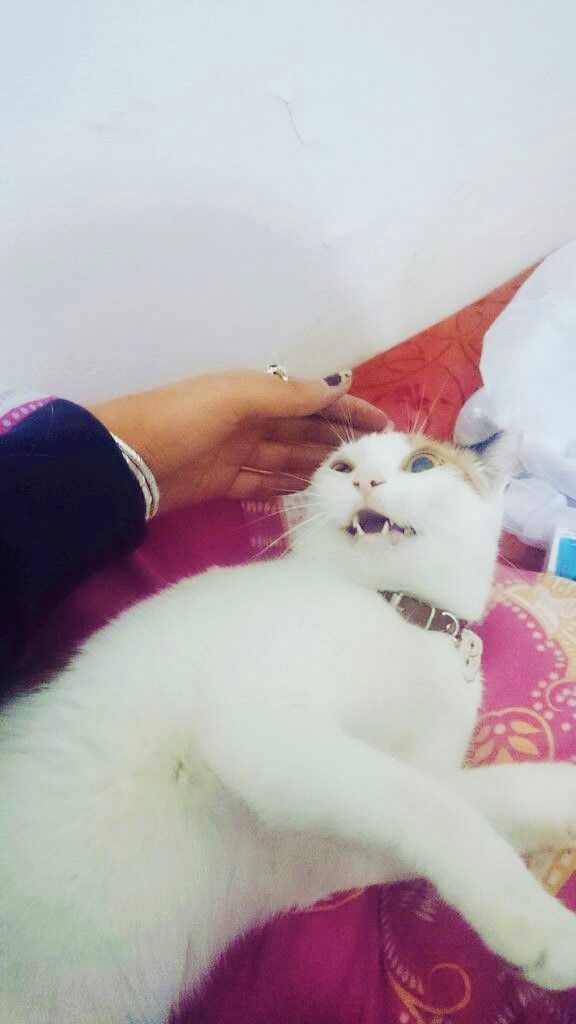 IMG-20151124-WA0018 (2).jpg