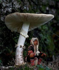 mushroom.jpg