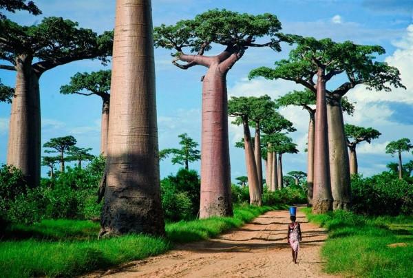 baobab-tree.jpg