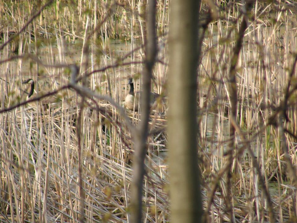 geese at rondeau.jpg