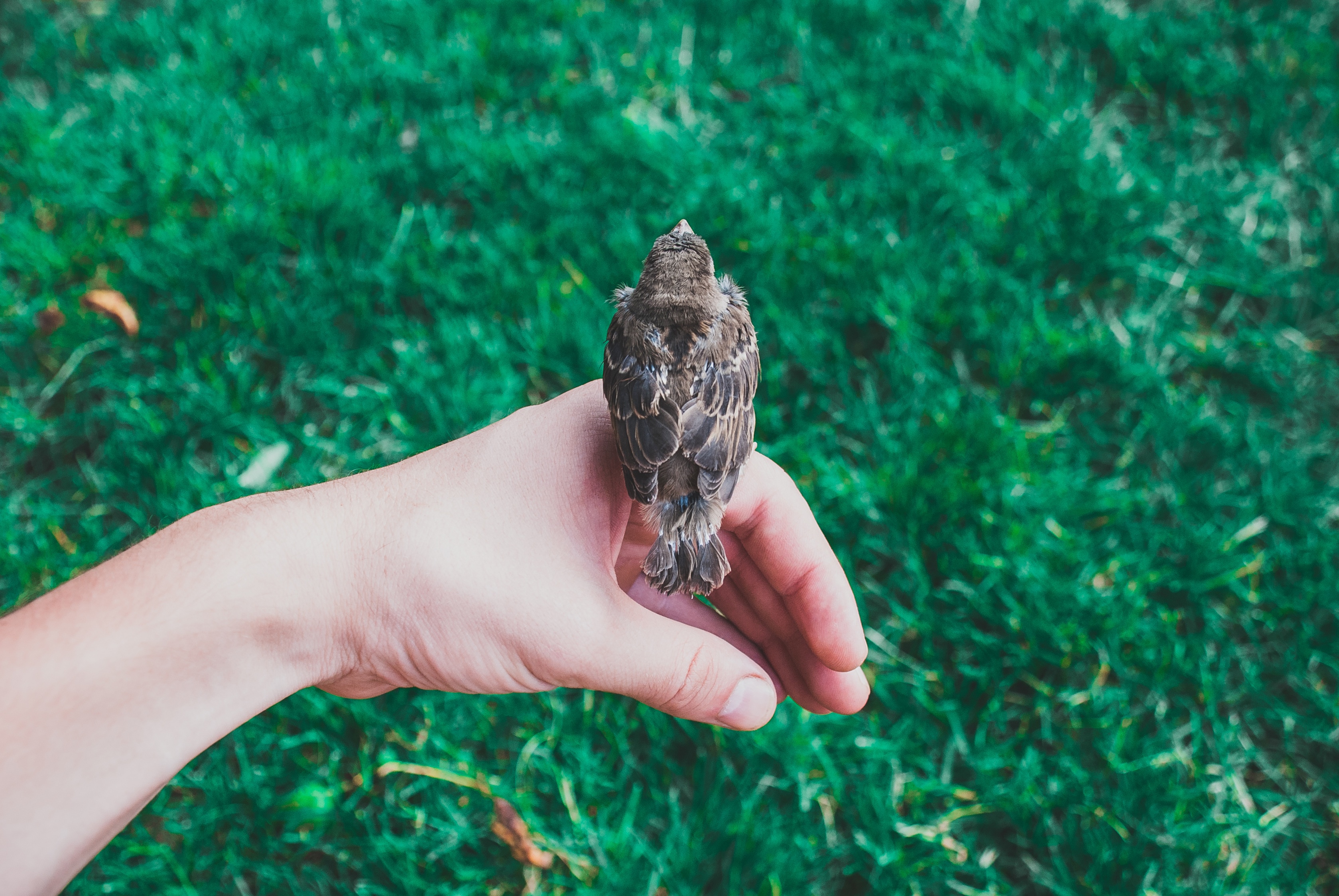 Bird in hand. Птичка на ладошке. Птица на руке. Птица на руке фото. Природа птенец в руках.