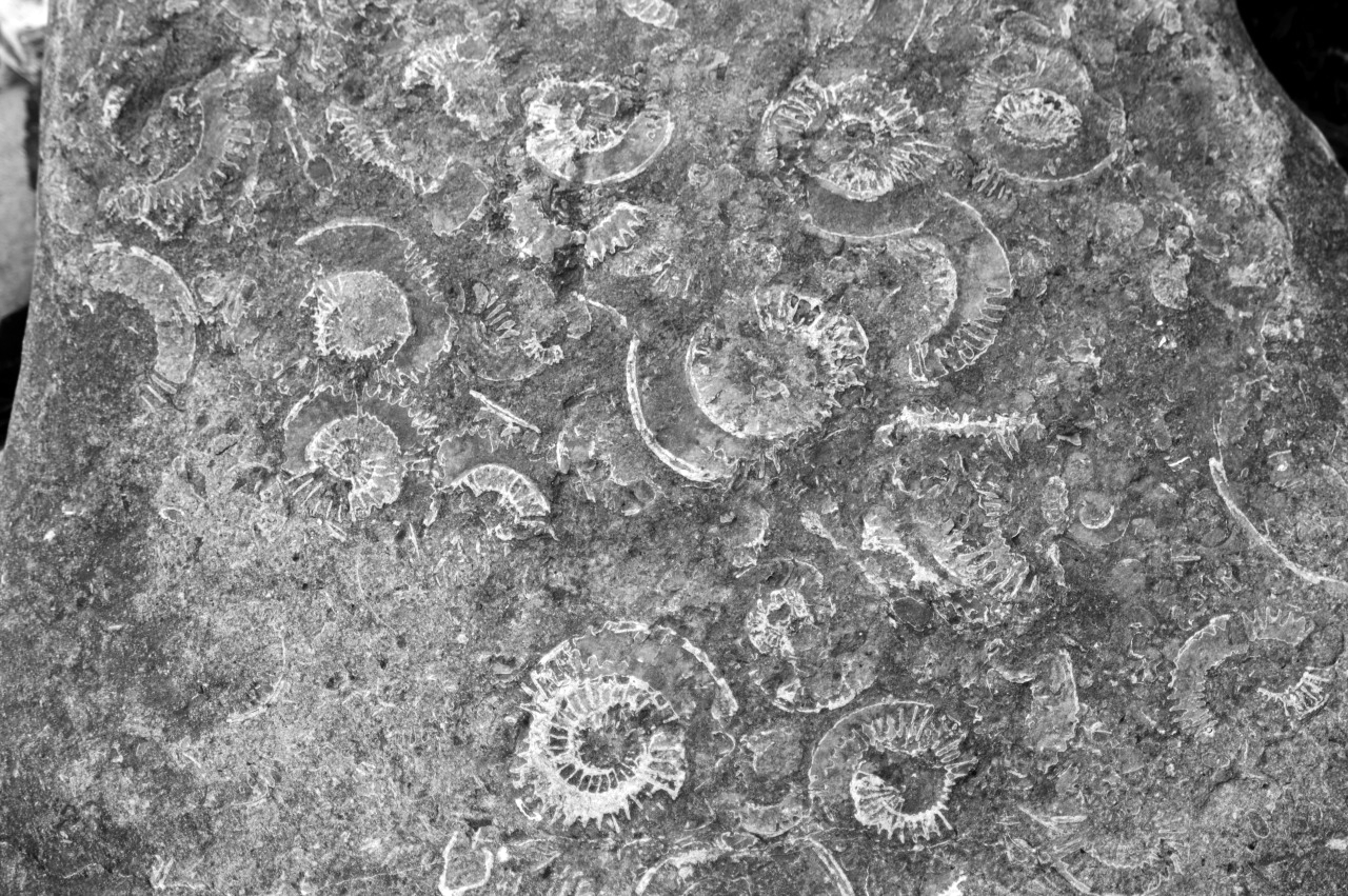 127710867891 - ammonite fossils on the beach at lyme regis bw.jpg