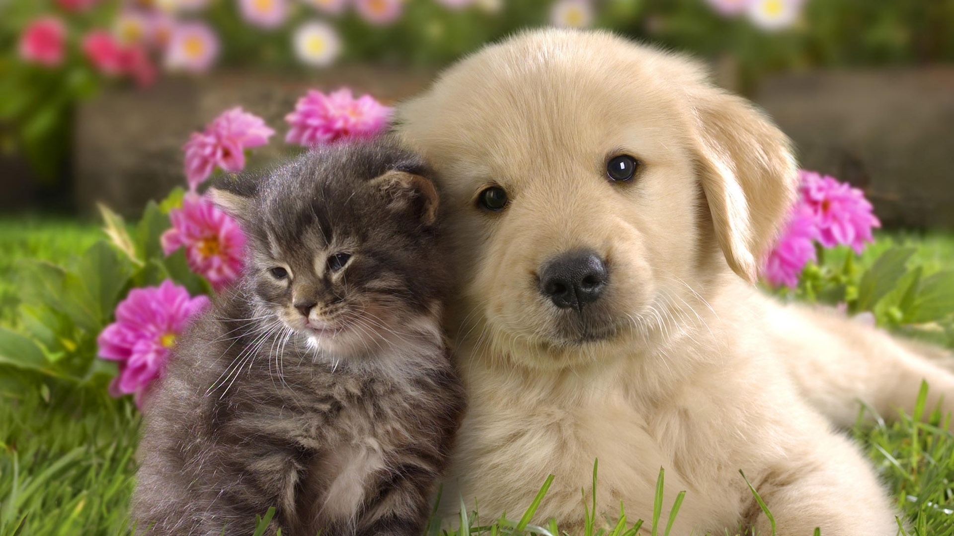 puppy_kitten_grass_flowers_couple_friendship_29330_1920x1080.jpg