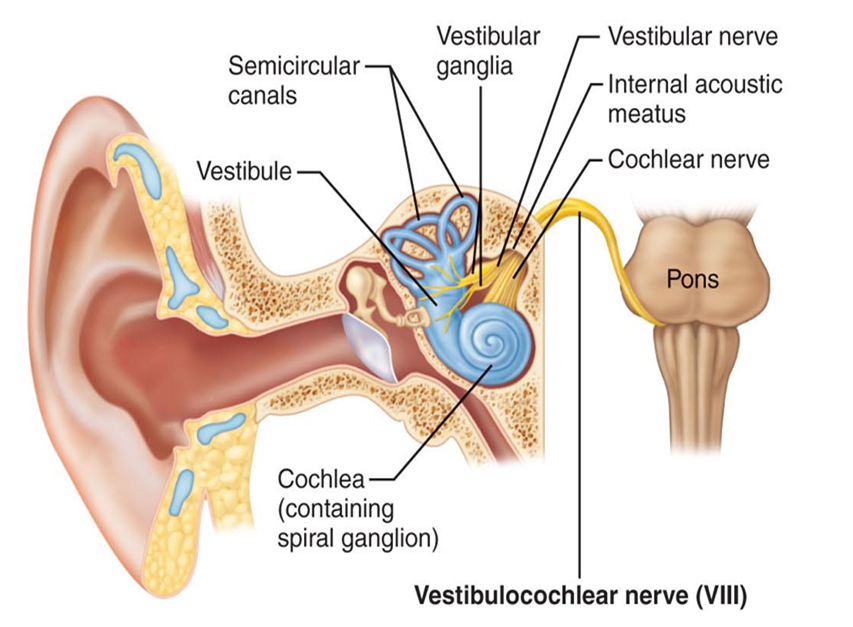 Слуховой нерв наружного уха. Строение уха преддверно-улитковый нерв. Преддверно-улитковый нерв схема. Вестибулярный аппарат слуховой нерв.