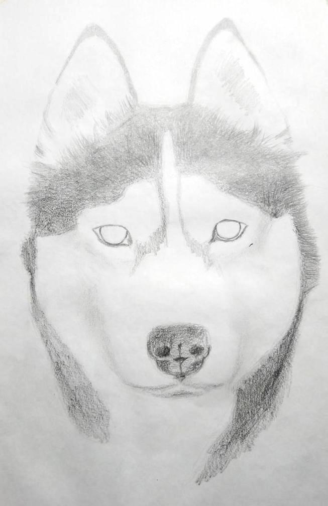 How to draw a Husky.... tutorial with tips and techniques — Steemit