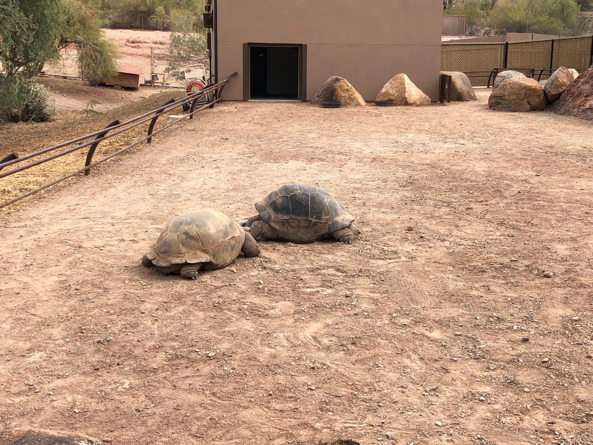 tortoise family.jpg