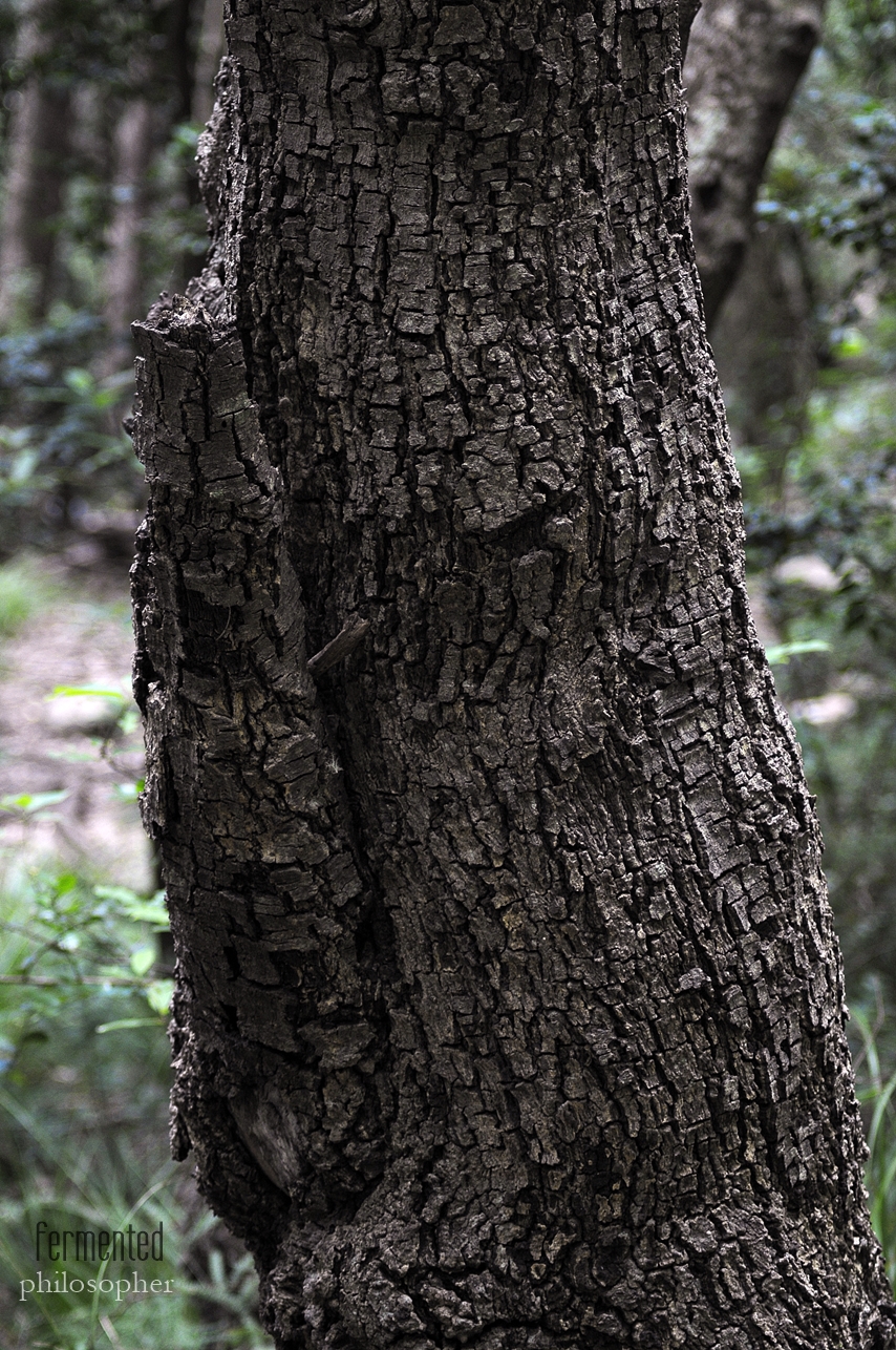 _DSC0759.JPG