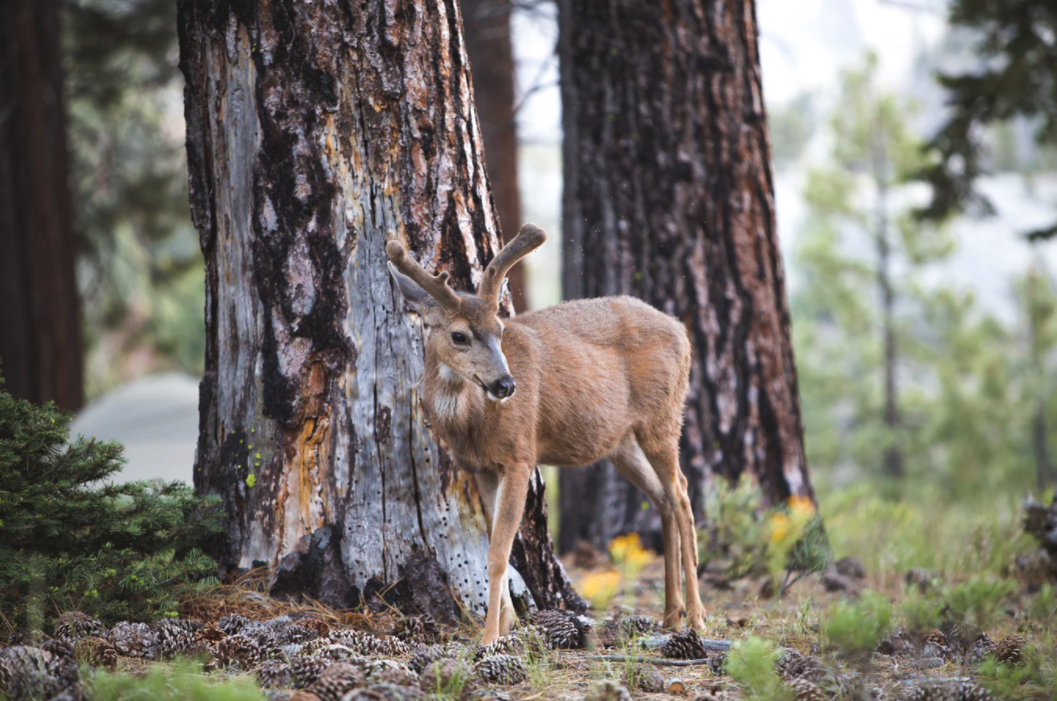 Unsplash Deer.png