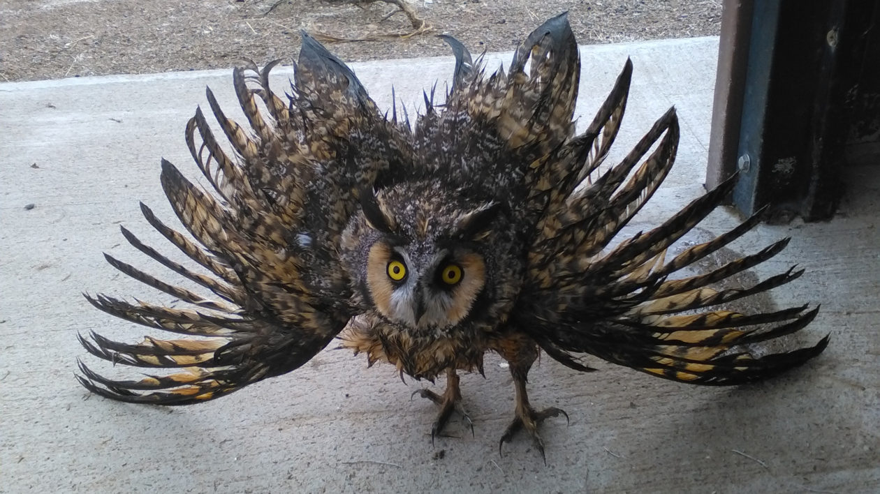 Nice Pic Owls in the Outhouse Opening the Bathroom Door on a Foul Bird Issue.jpg