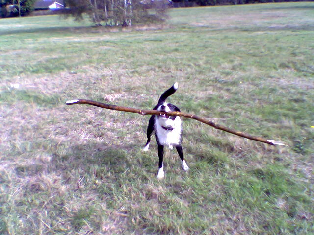 Dougal_stick.jpg