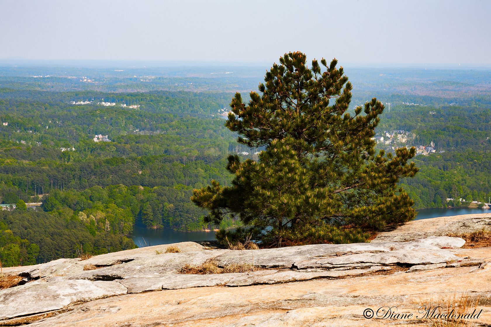 Pine Tree Stone Mountain Georgia.jpg