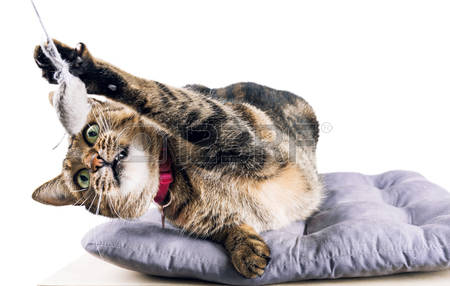 91466667-delightful-bengal-cat-lies-on-a-soft-pillow-and-plays-with-a-toy-mouse-mixed-media.jpg