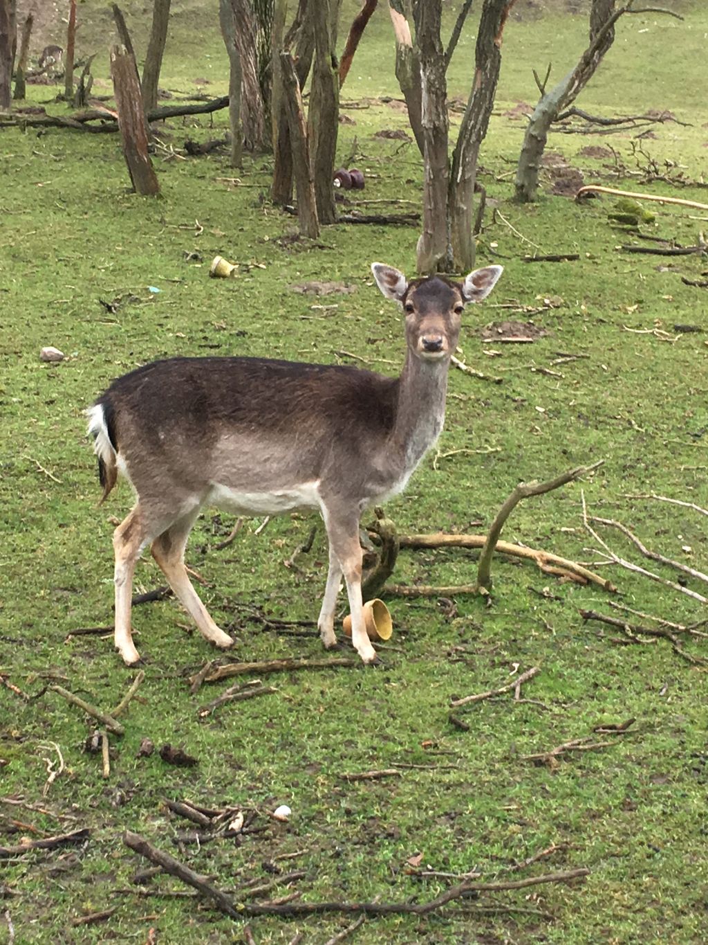 Dammwild in Stolzenhagen.JPG