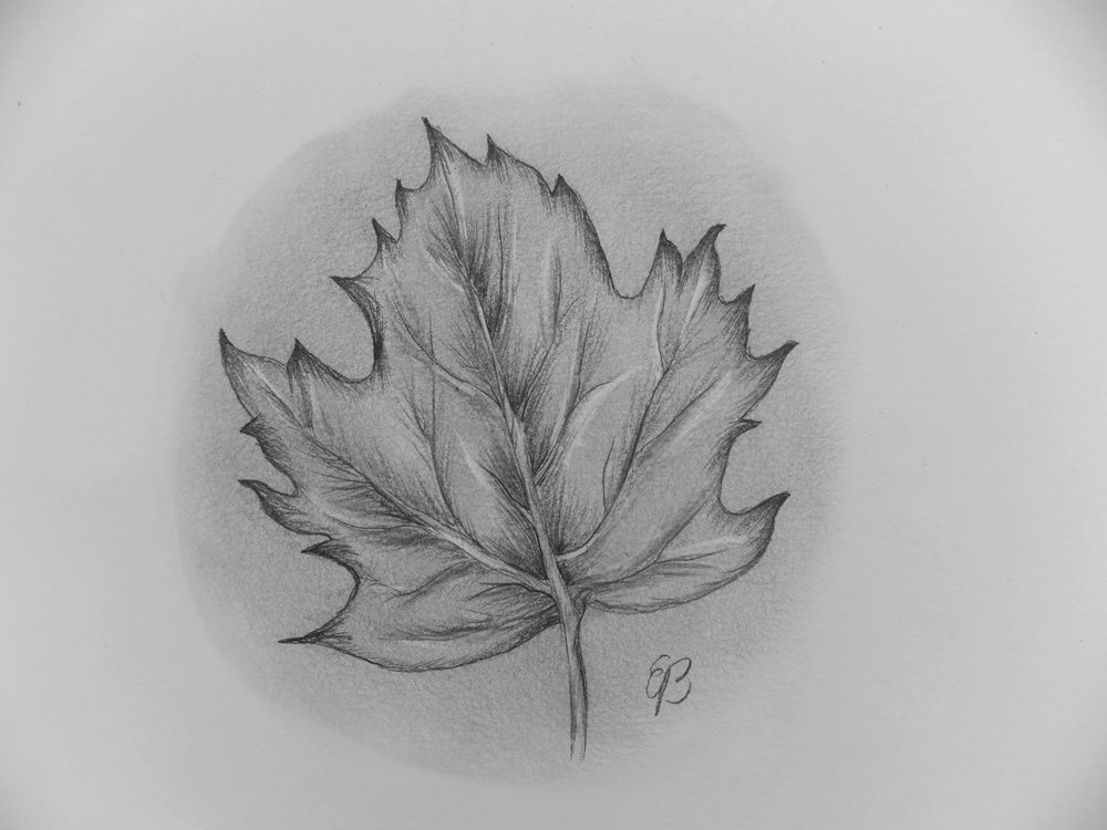 leaf - Lorin - Drawings & Illustration, Flowers, Plants, & Trees, Trees &  Shrubs, Sycamore Tree - ArtPal