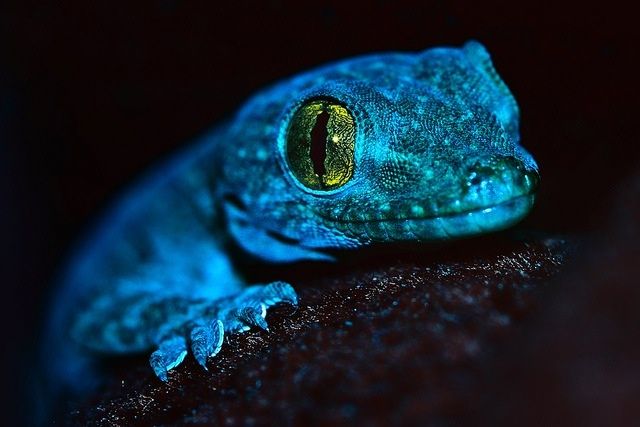 5573905-tokay-gecko-wallpapers.jpg