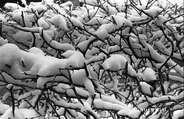 snow_on_branches_small.jpg