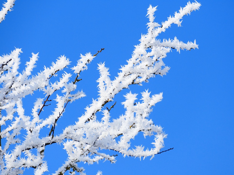 hoarfrost-639980_960_720.jpg