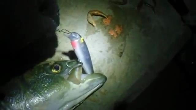 DIY Fish Stringer!!! Repurposing Old Dog Leashes! — Steemit