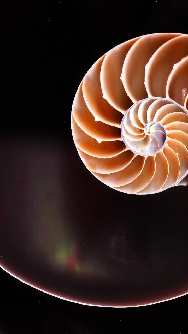 fibonacci-golden-ratio-nautilus-shells-spirals-2937206-720x1280.jpg