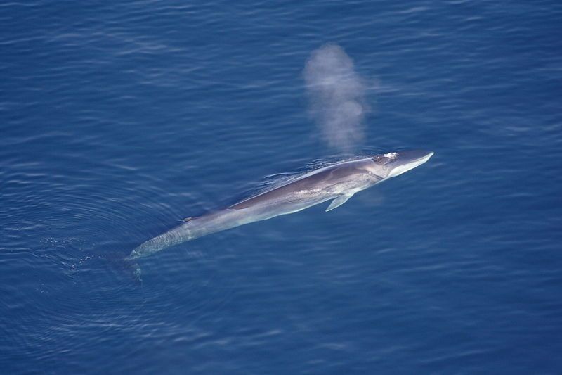 2. Finback Whale.jpg