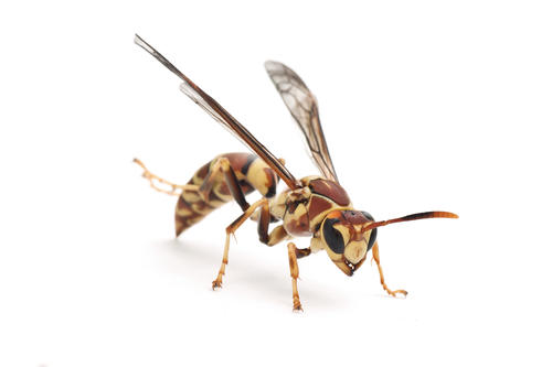 wasp.jpg