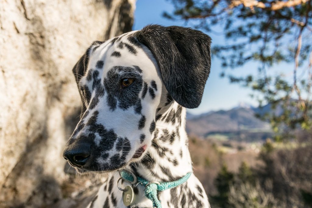 Bear-Mountain-1024x682.jpg