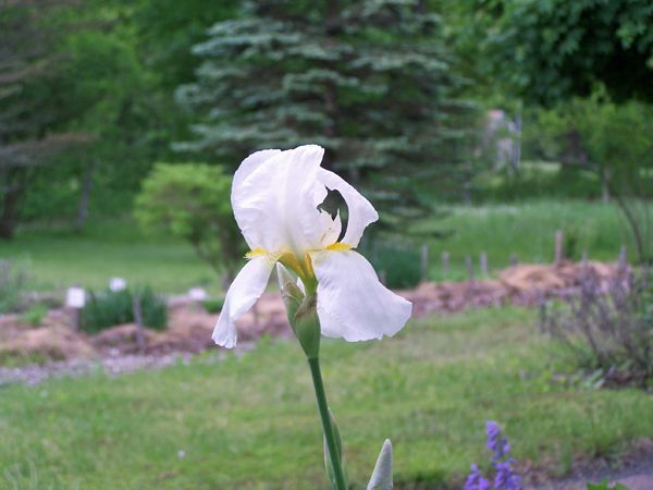 East - white iris crop May 2018.jpg