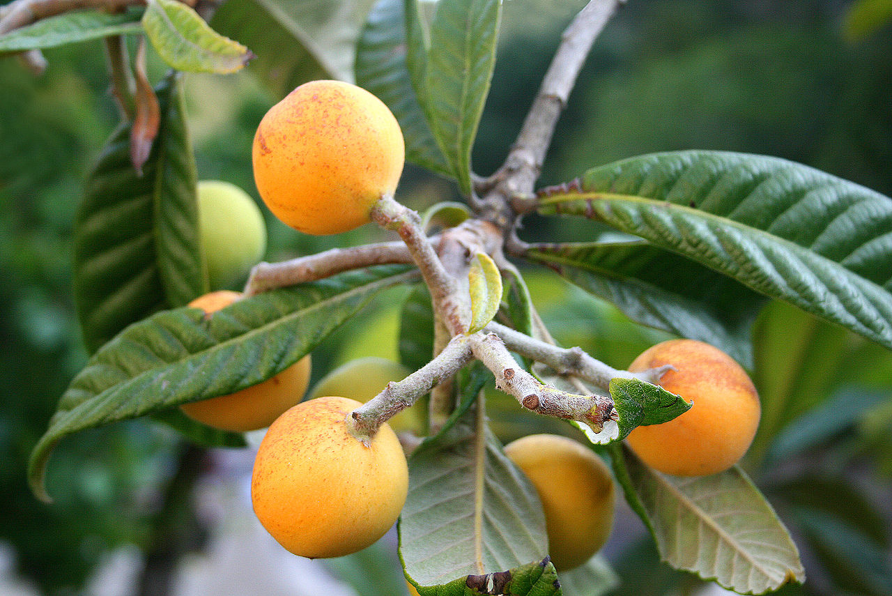 Loquat CC Wikimeda by JeanPol Grandmont.jpg