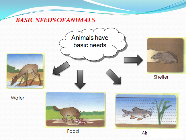 WHAT ARE THE BASIC NEEDED OF ANIMALS??? — Steemit