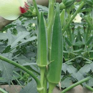 vegetable-seeds-venus-plus-bhendi-okra_large.jpg