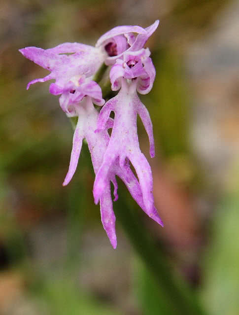 orchis-italica.jpg