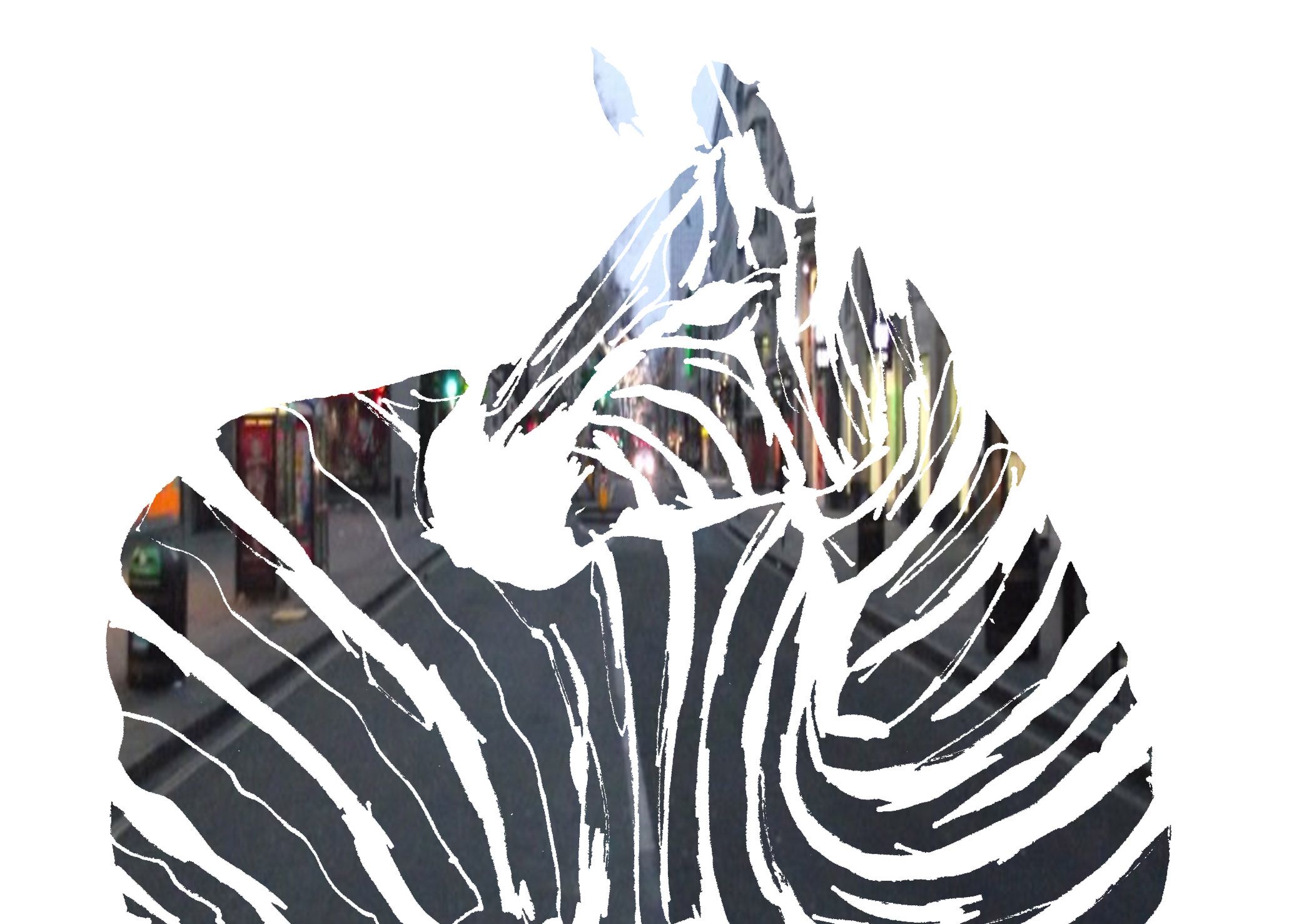 Zebra 002.jpg