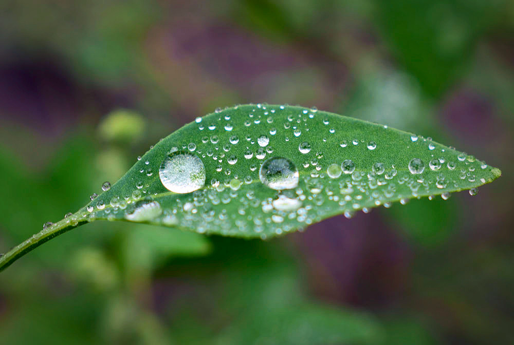 Drops of morning dew on leaves of plants.  Steemit