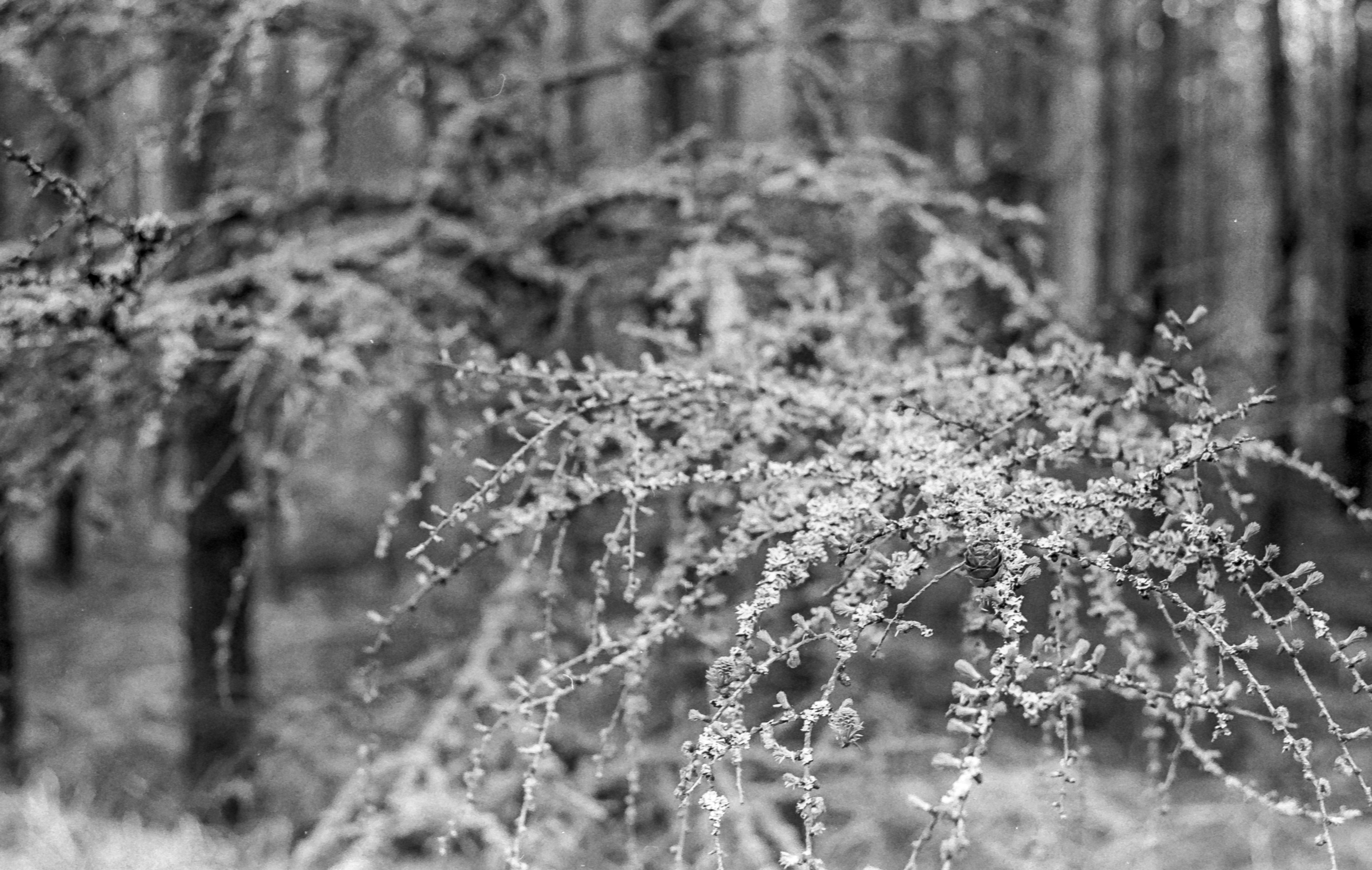 film-35mm-2017-04-016.jpg