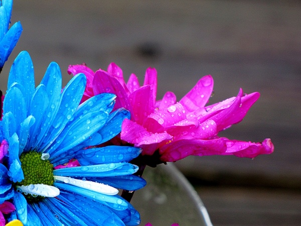 daisys_flowers_rain_219708.jpg