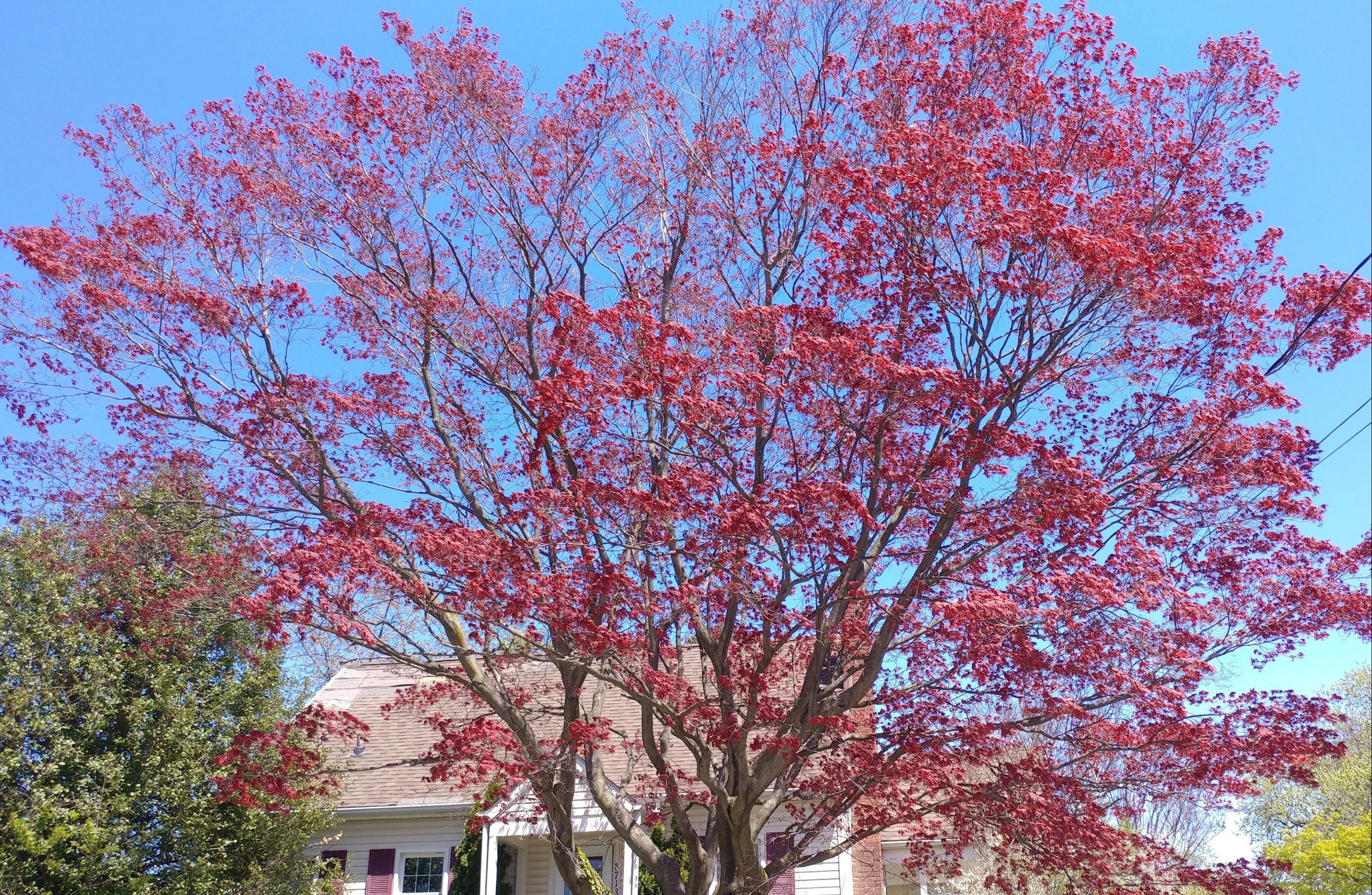 redmaple7.jpg