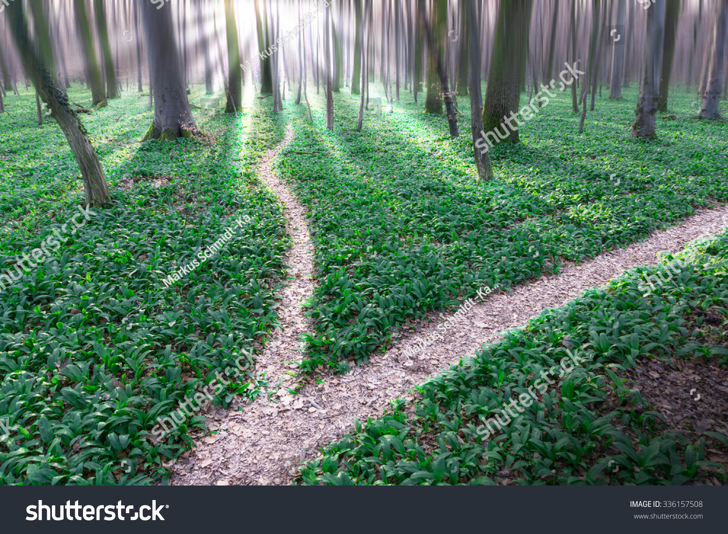 stock-photo-bifurcation-of-a-path-in-forrest-336157508.jpg
