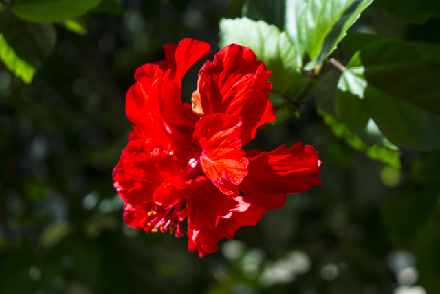 Hibiscus Flower Puerto Rico | Best Flower Site