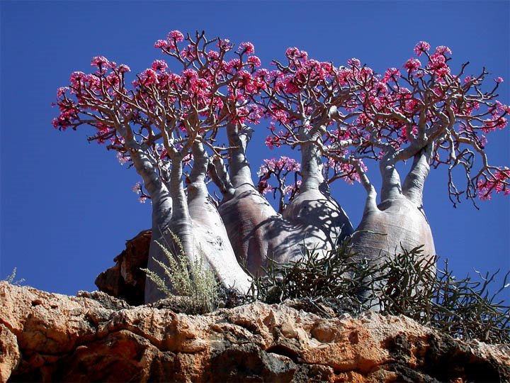 Socotra-Island-in-Yemen-2.jpg