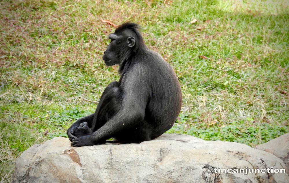 Celebes Crested Macaque.jpg