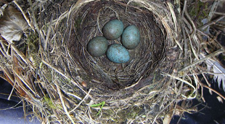 Blackbird 4 eggs (14) (2015_09_28 11_13_35 UTC).jpg